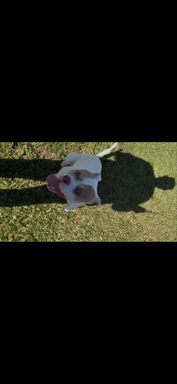 Vendo Pit bul  - Foto 5
