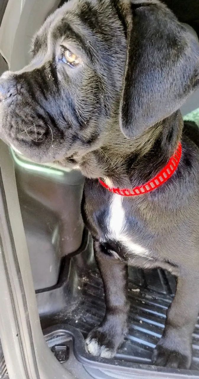 Filhotes Cane corso  - Foto 2