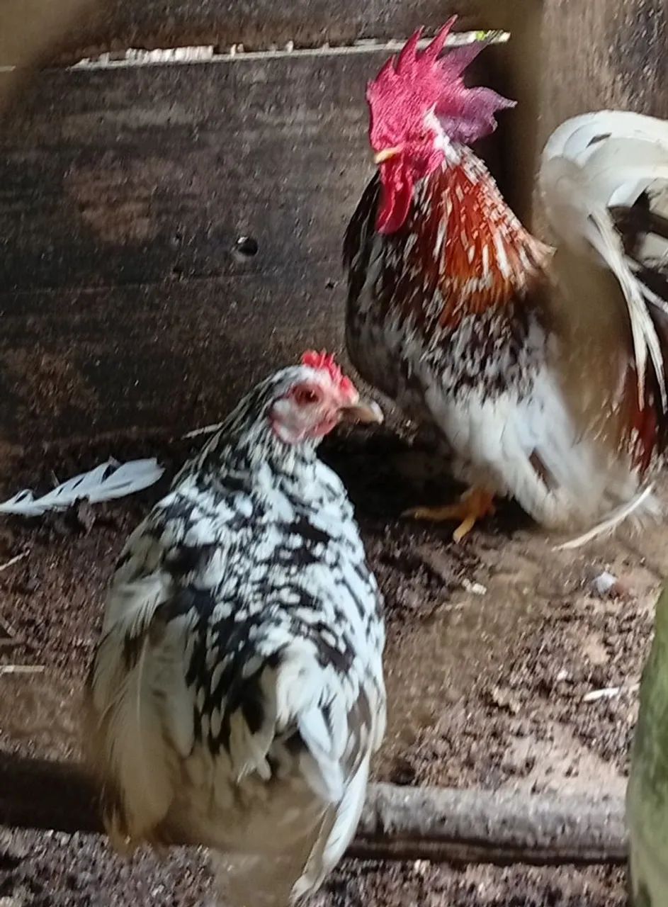 Galizé Nagasaki raça pura 