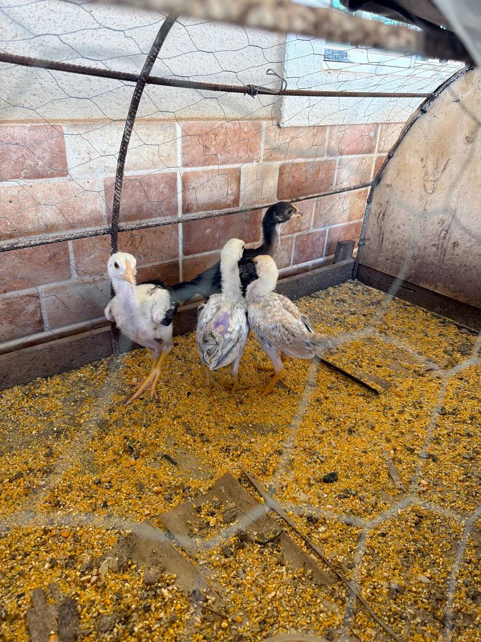 Frango caipira 1 mês  - Foto 3