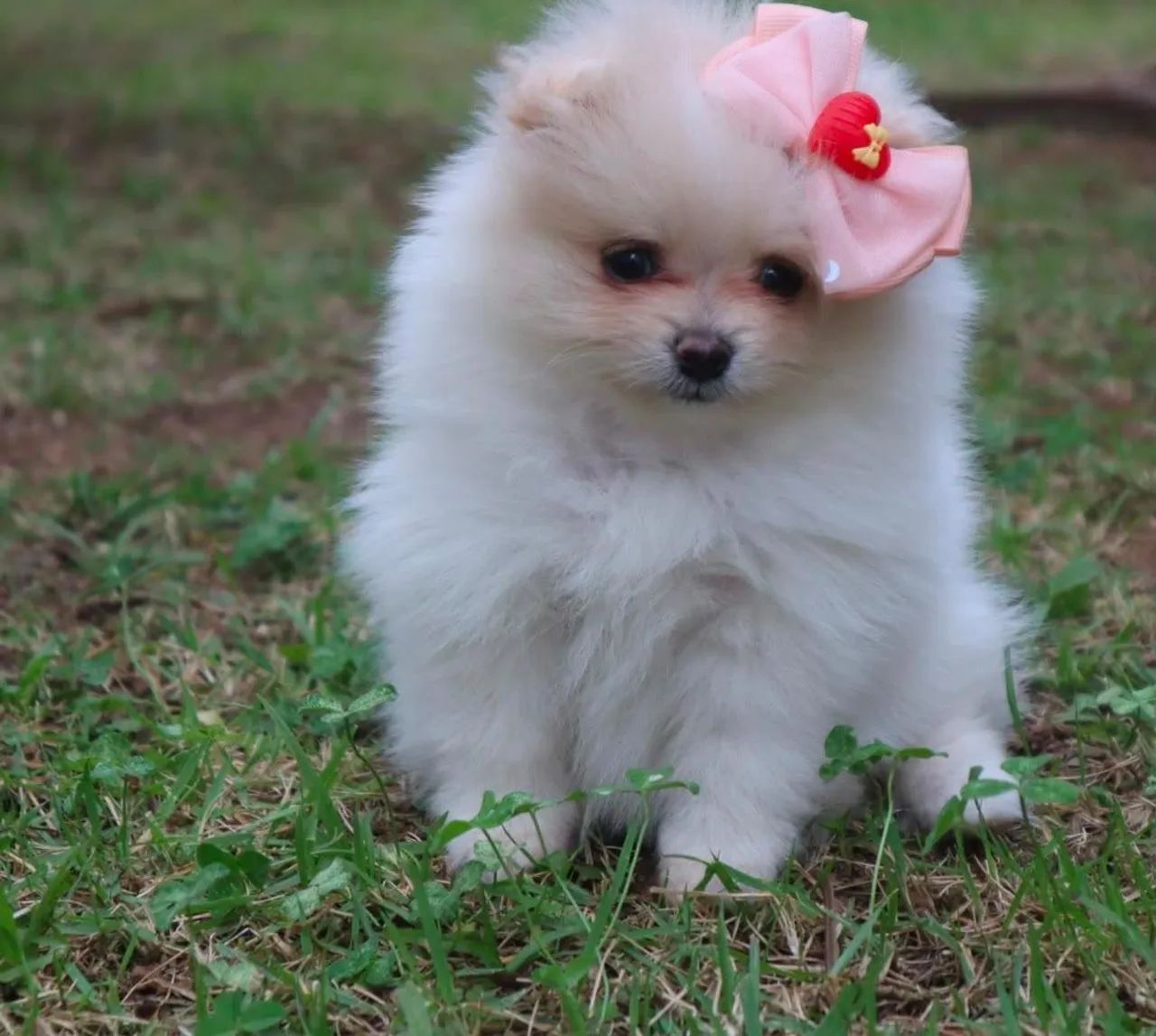 Filhotes de Spitz Alemão com pedigree - Foto 3
