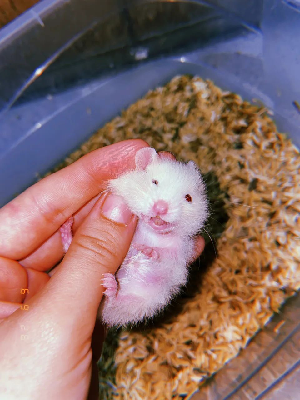 Hamster  - Foto 3