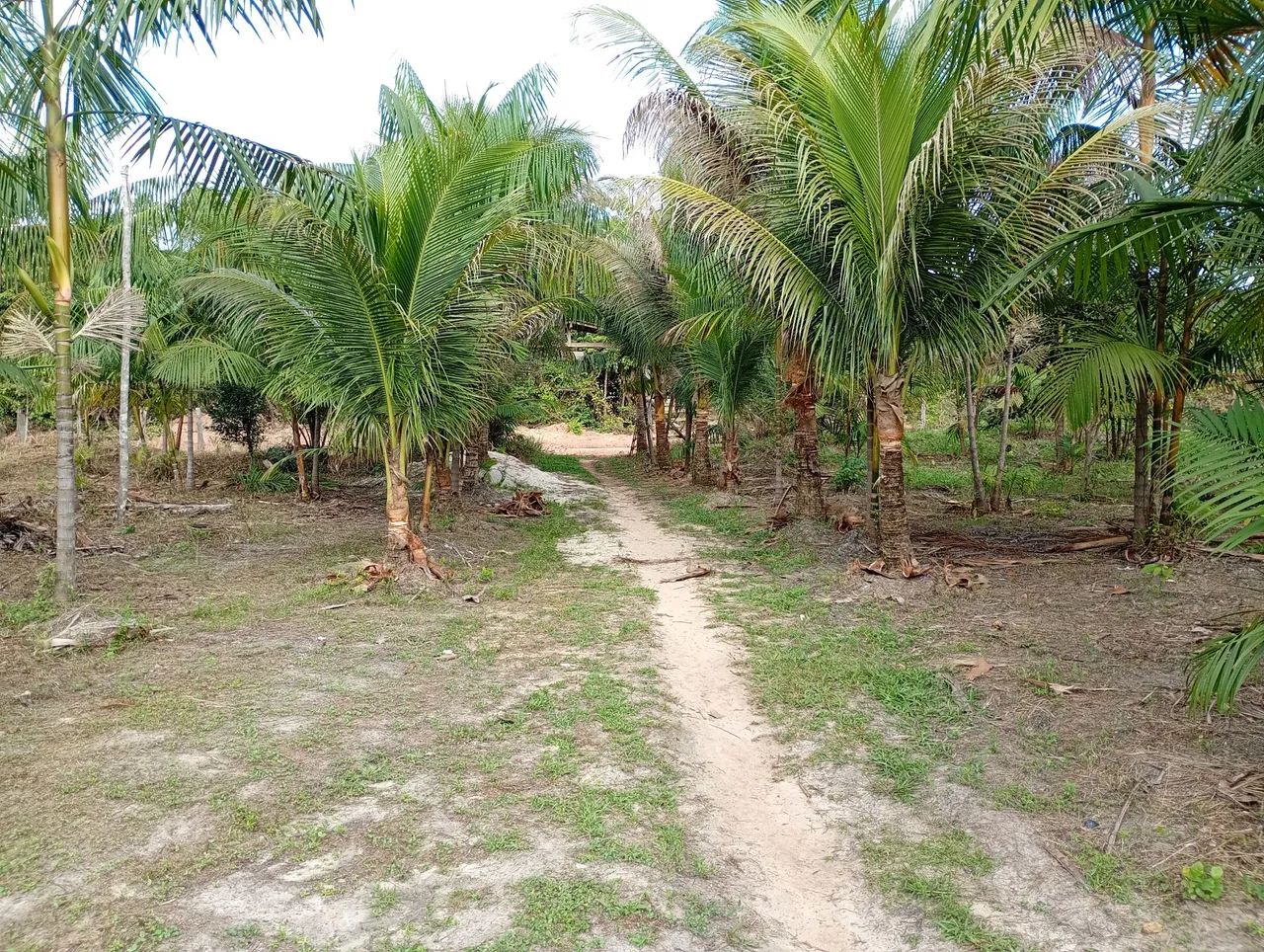 vende se um sítio  - Foto 4