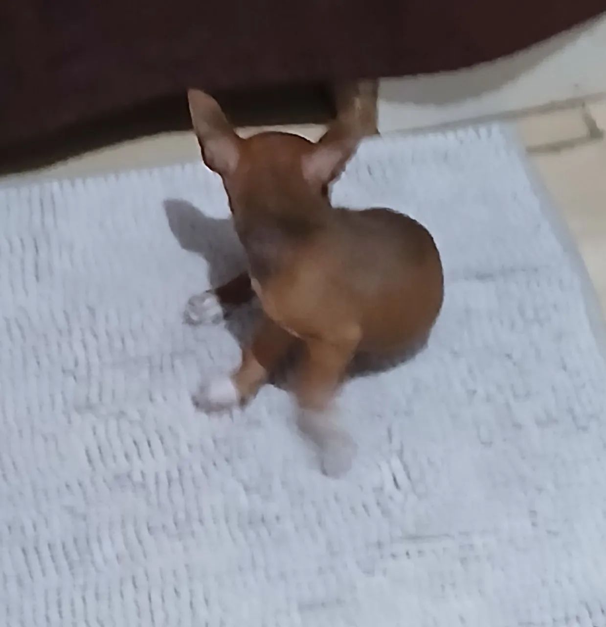 Pinscher  machinho  - Foto 3