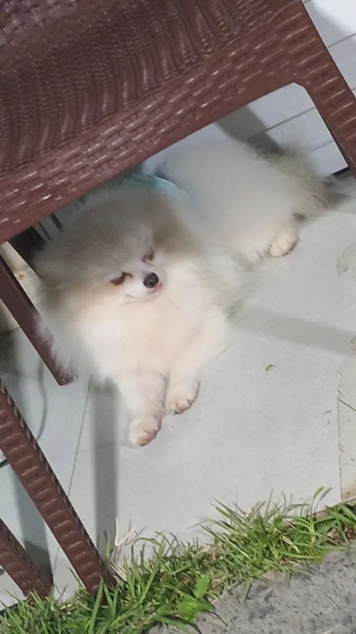 Cachorro 