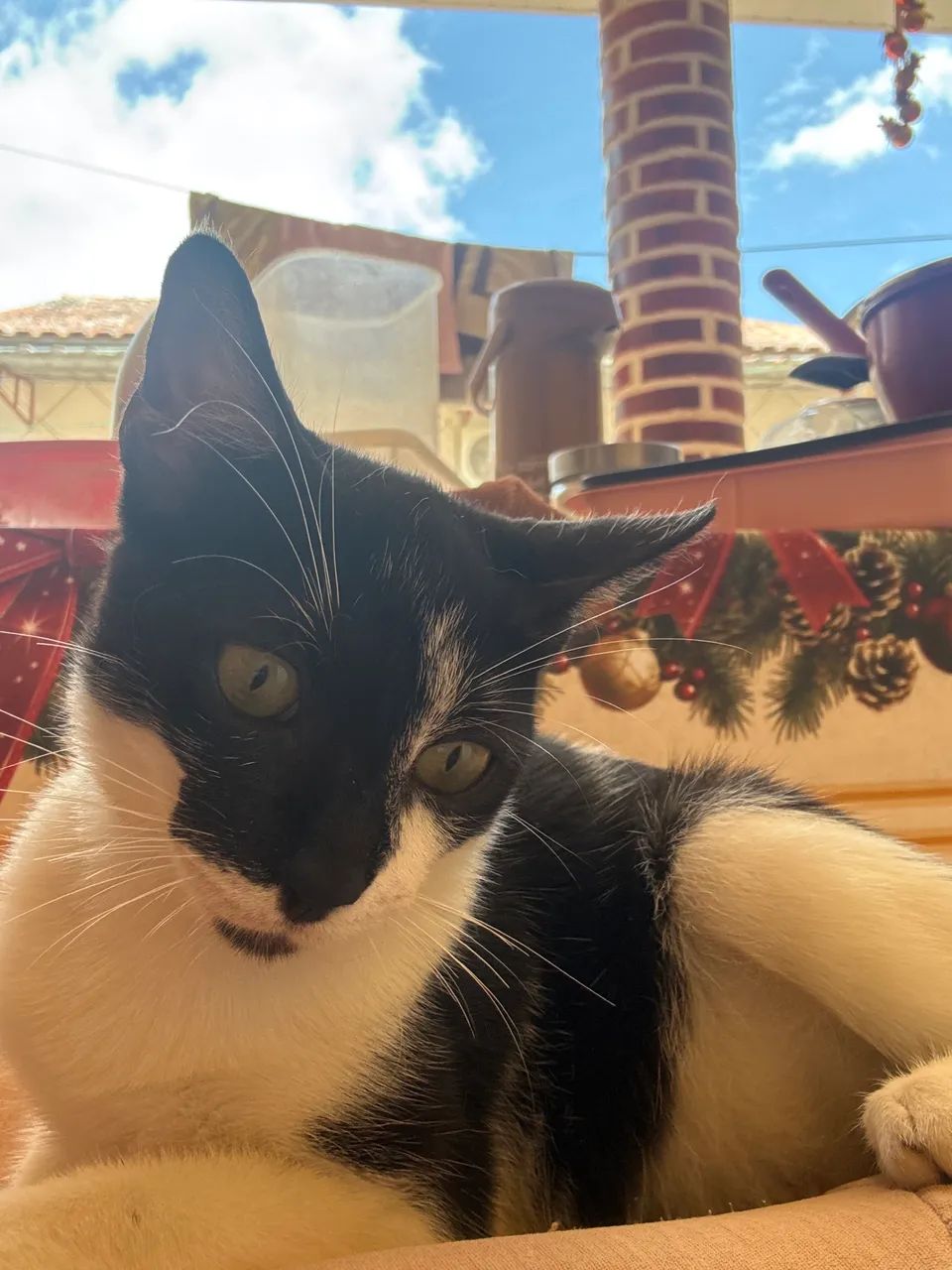 Gato para doação  - Foto 3