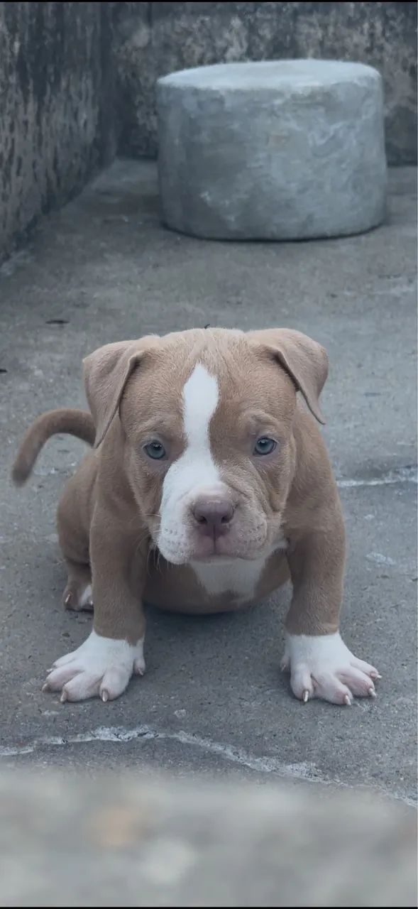 American bully micro  - Foto 2