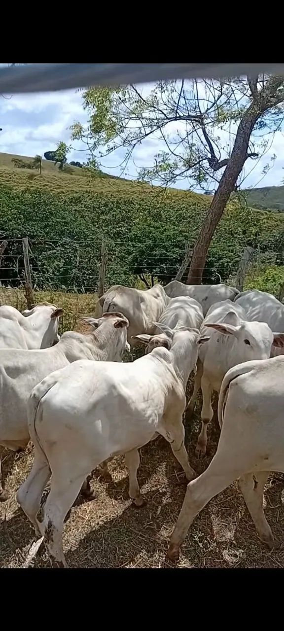 Bezerros Nelore  - Foto 2