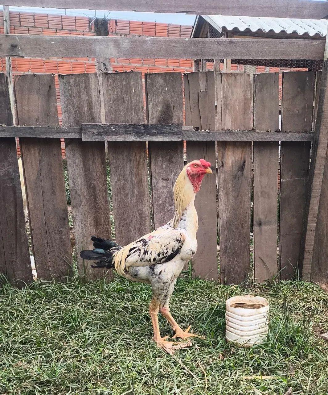 Frango índio gigante 