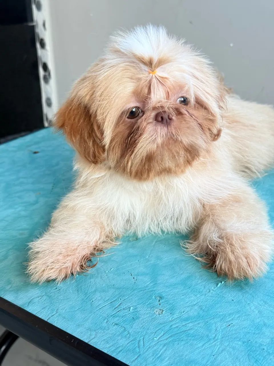 Cachorro  - Foto 2