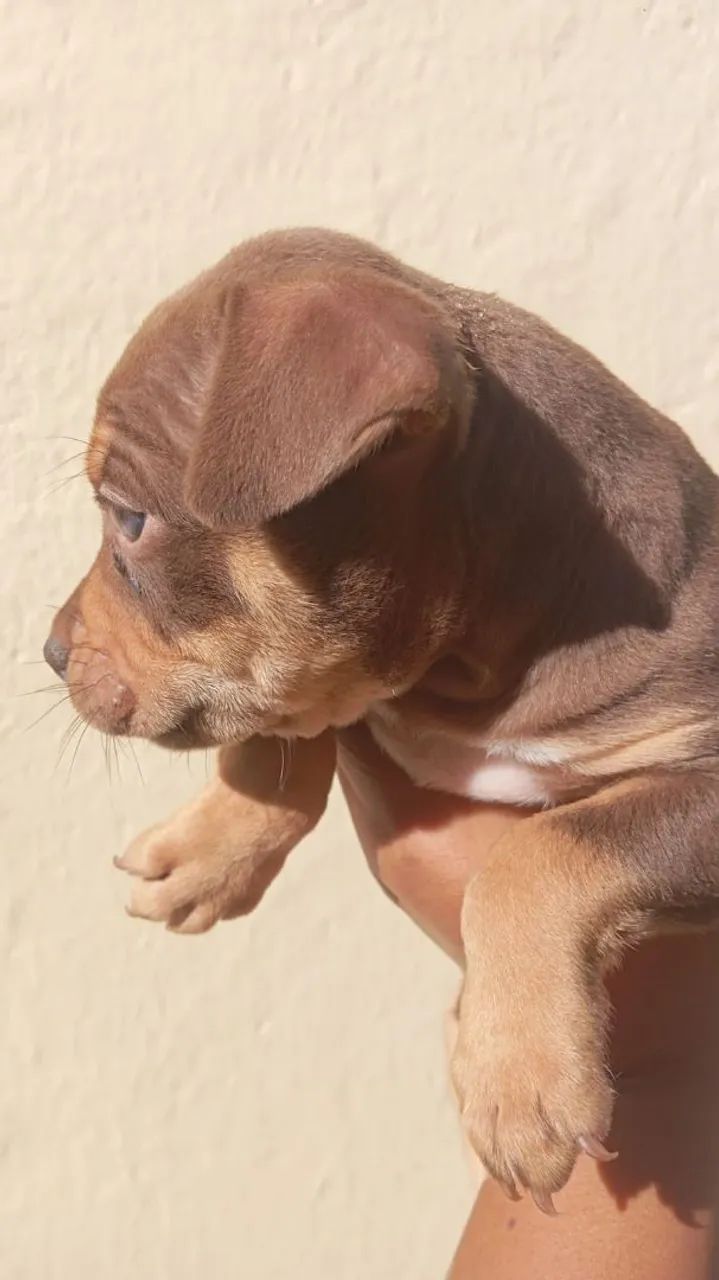 Américan bully - Foto 4
