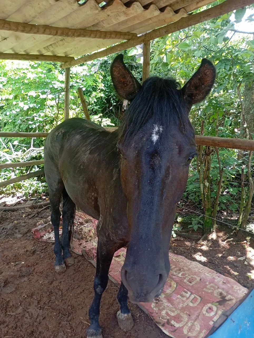 Cavalo Mangalarga  - Foto 4