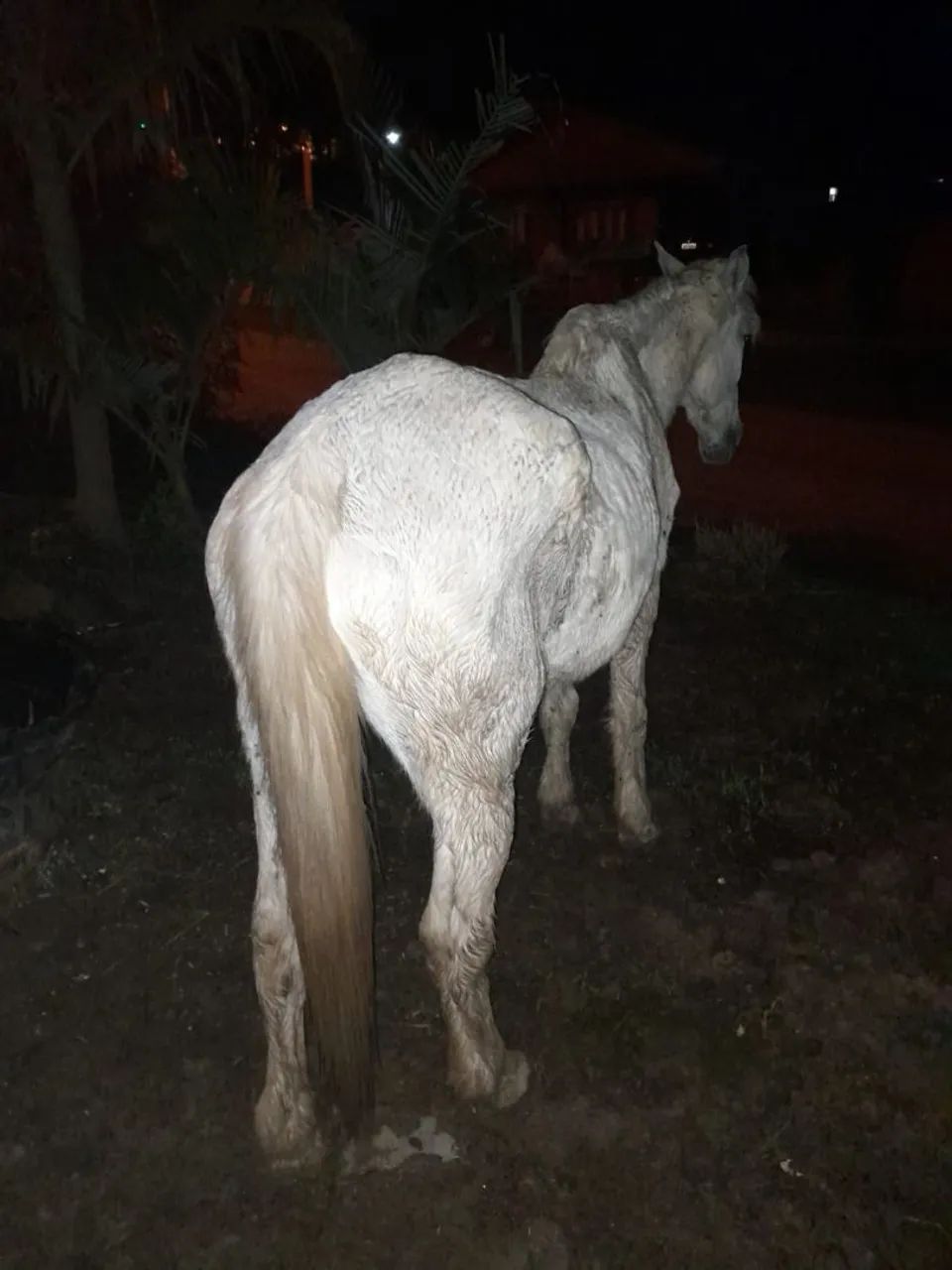 Vendo tordilho pai Percheron e mae manga larga  - Foto 5