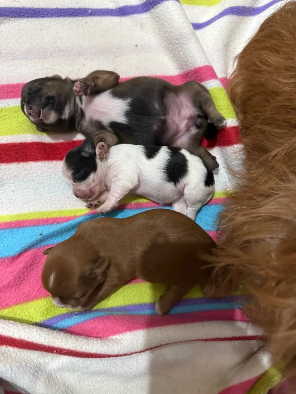 Cachorro  - Foto 2