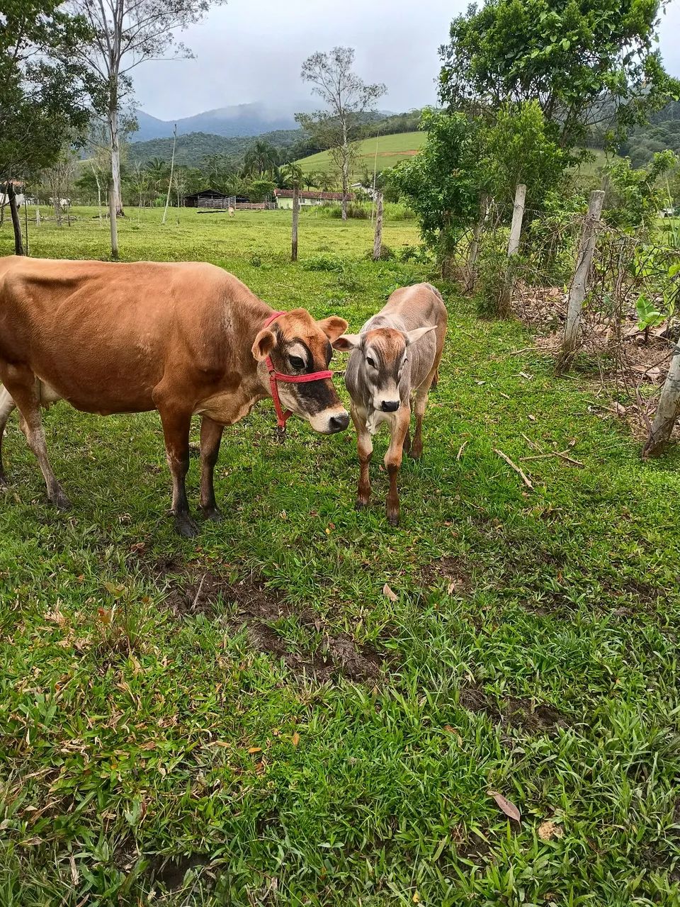 Vendo vaca e novilho - Foto 2