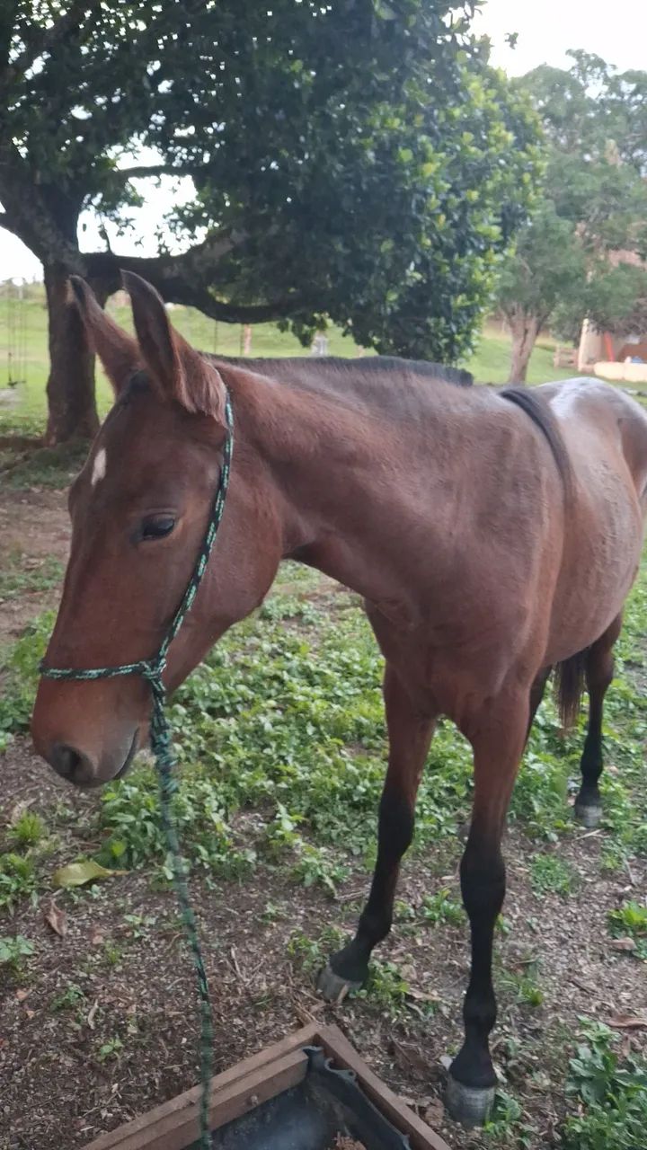 Potra mangalarga Marchador 