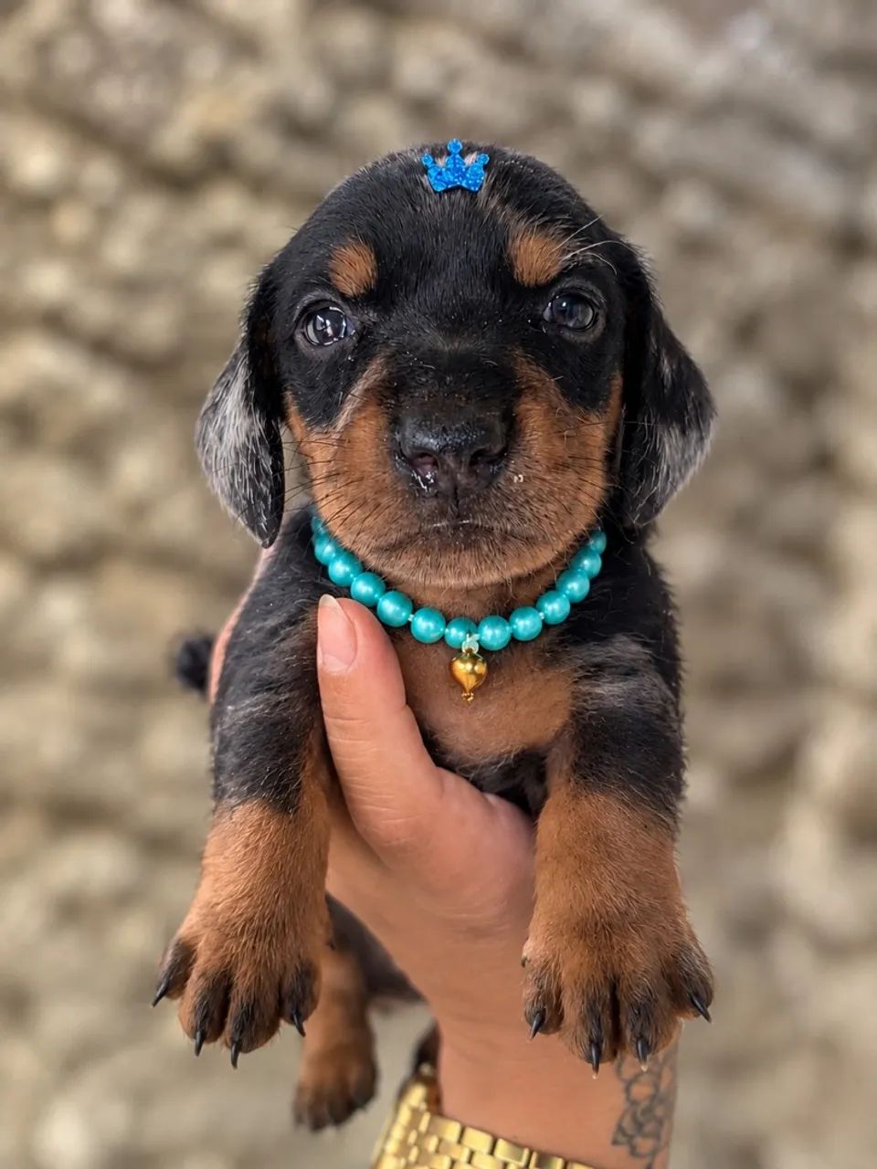 Dachshund macho 