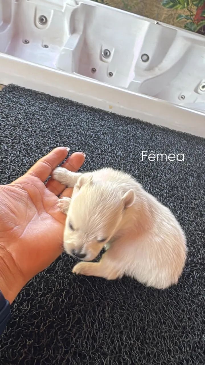 Spitz alemão  - Foto 3