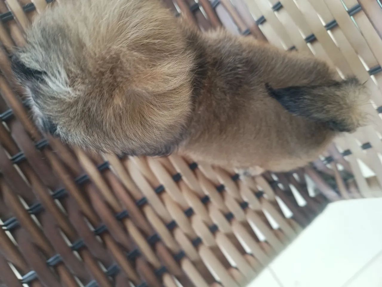 VENDO MACHO PURO..... - Foto 2