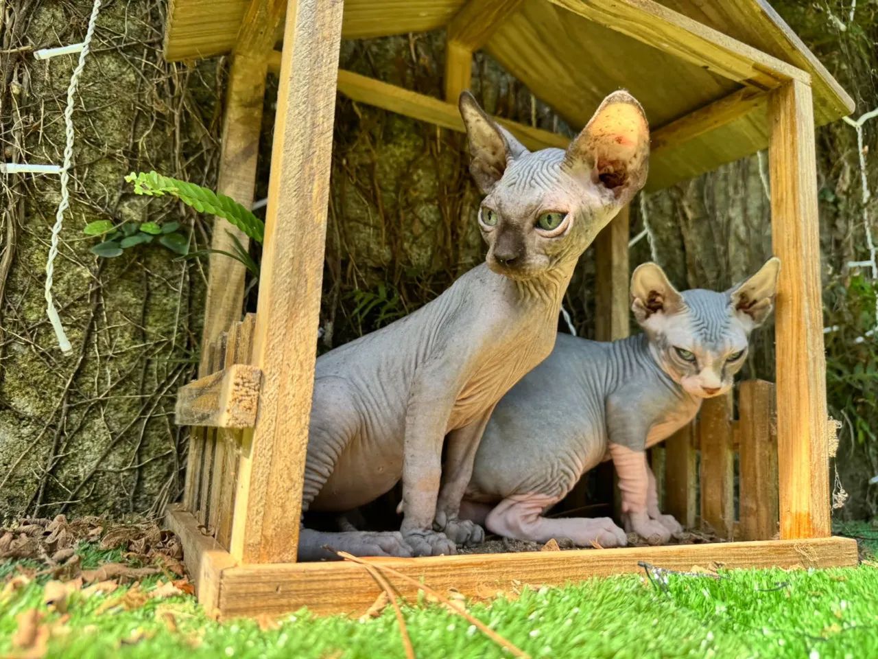 Filhotes de Sphynx
