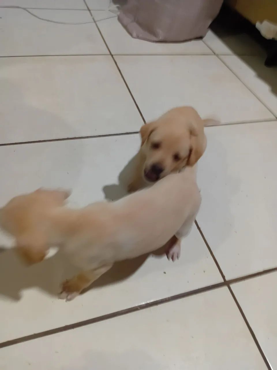 Labrador