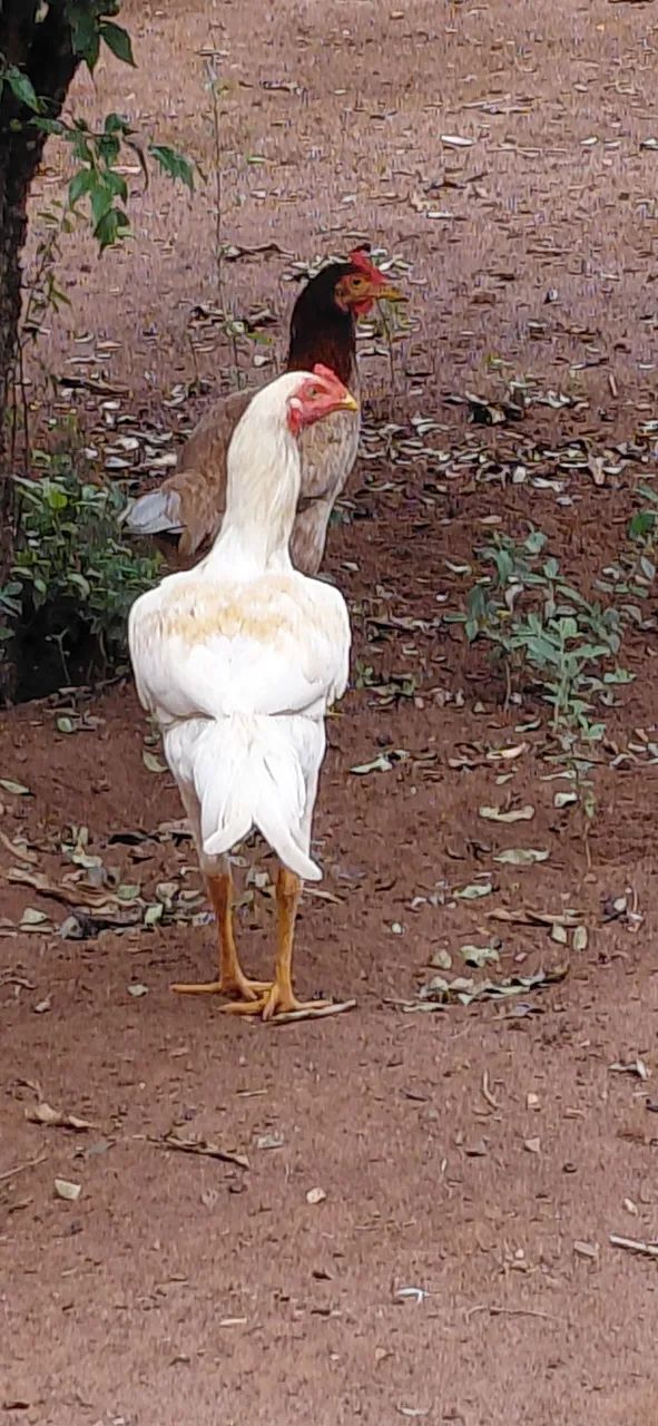 Frango Caipira  - Foto 4