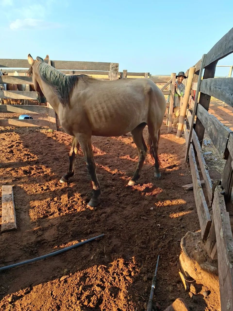 Vendo cavalo manso  - Foto 4