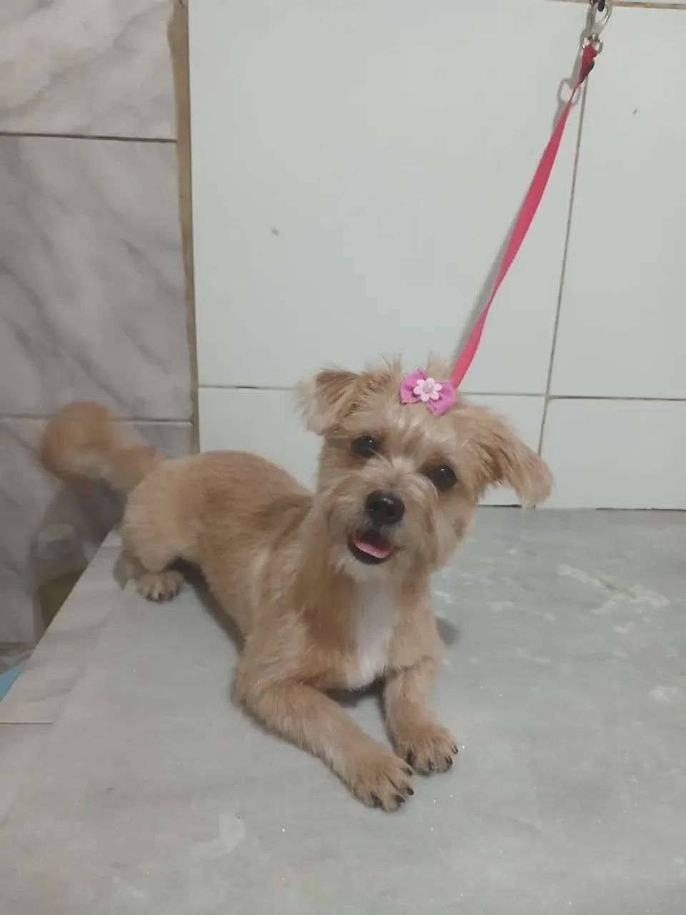 Cachorro 