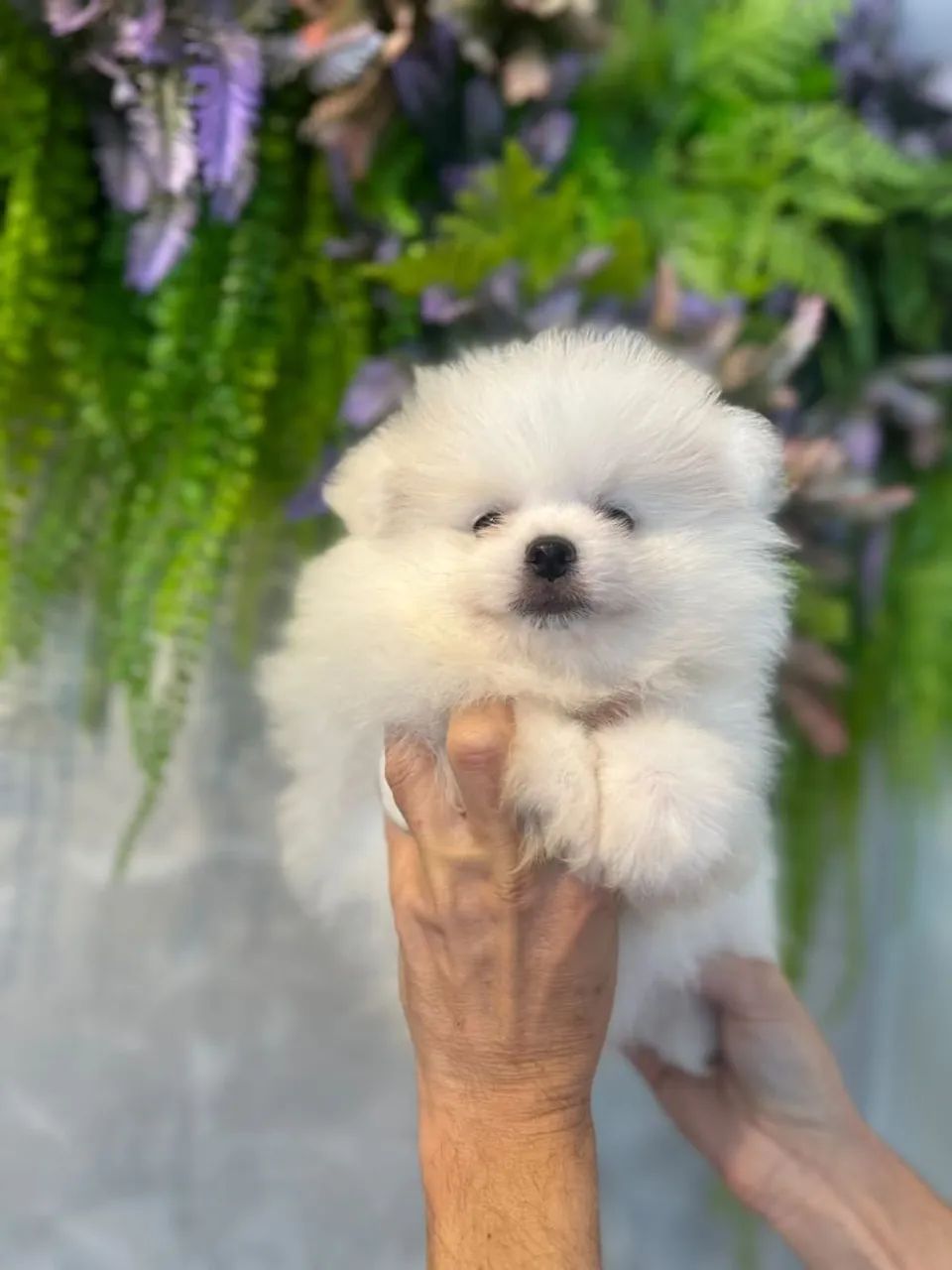 Aquele perfeito spitz branco - Foto 4