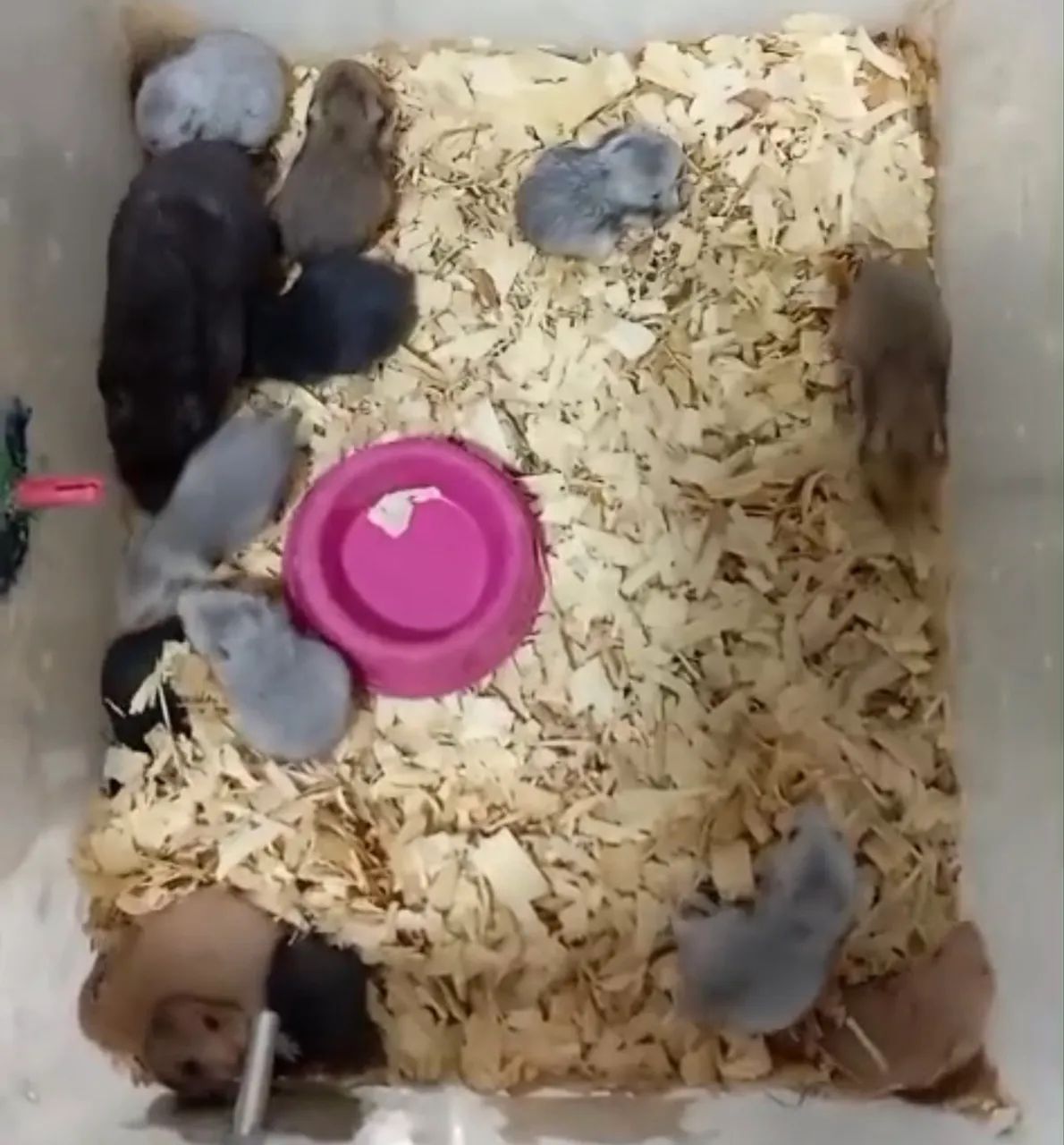 Hamster Sirio  - Foto 2