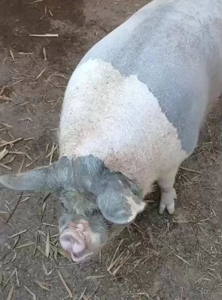 2 cachaço e 3 porcas - Foto 5