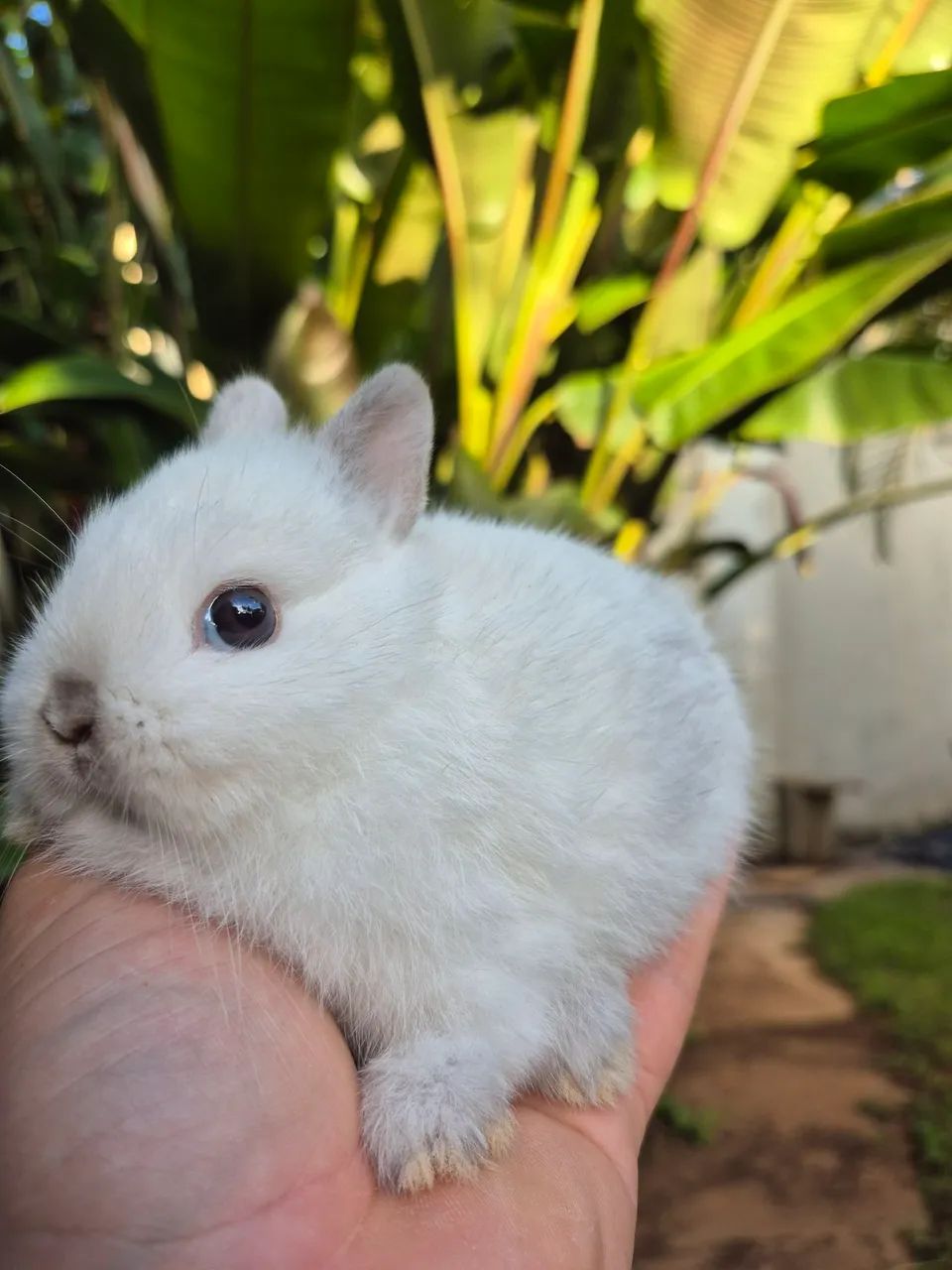 Mini coelhos Netherland  - Foto 3