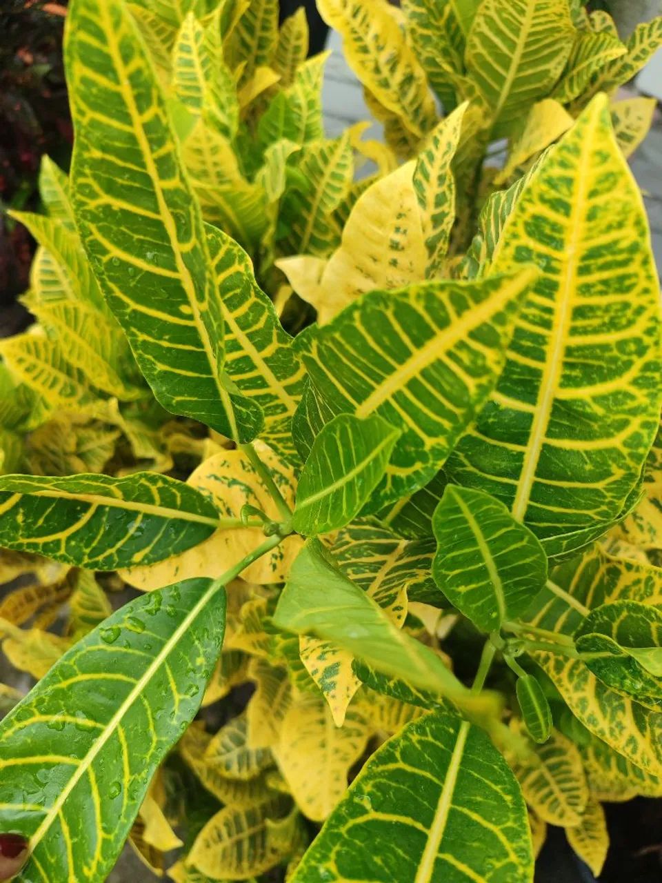 Plantas de sol - Foto 3