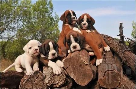 Boxer Filhotes