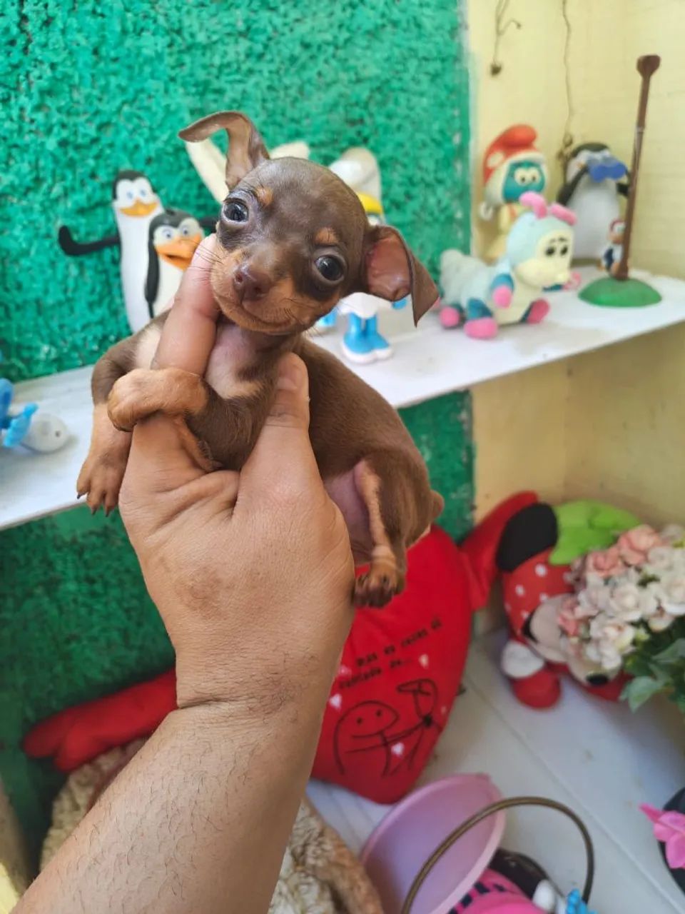 Pinscher  - Foto 2