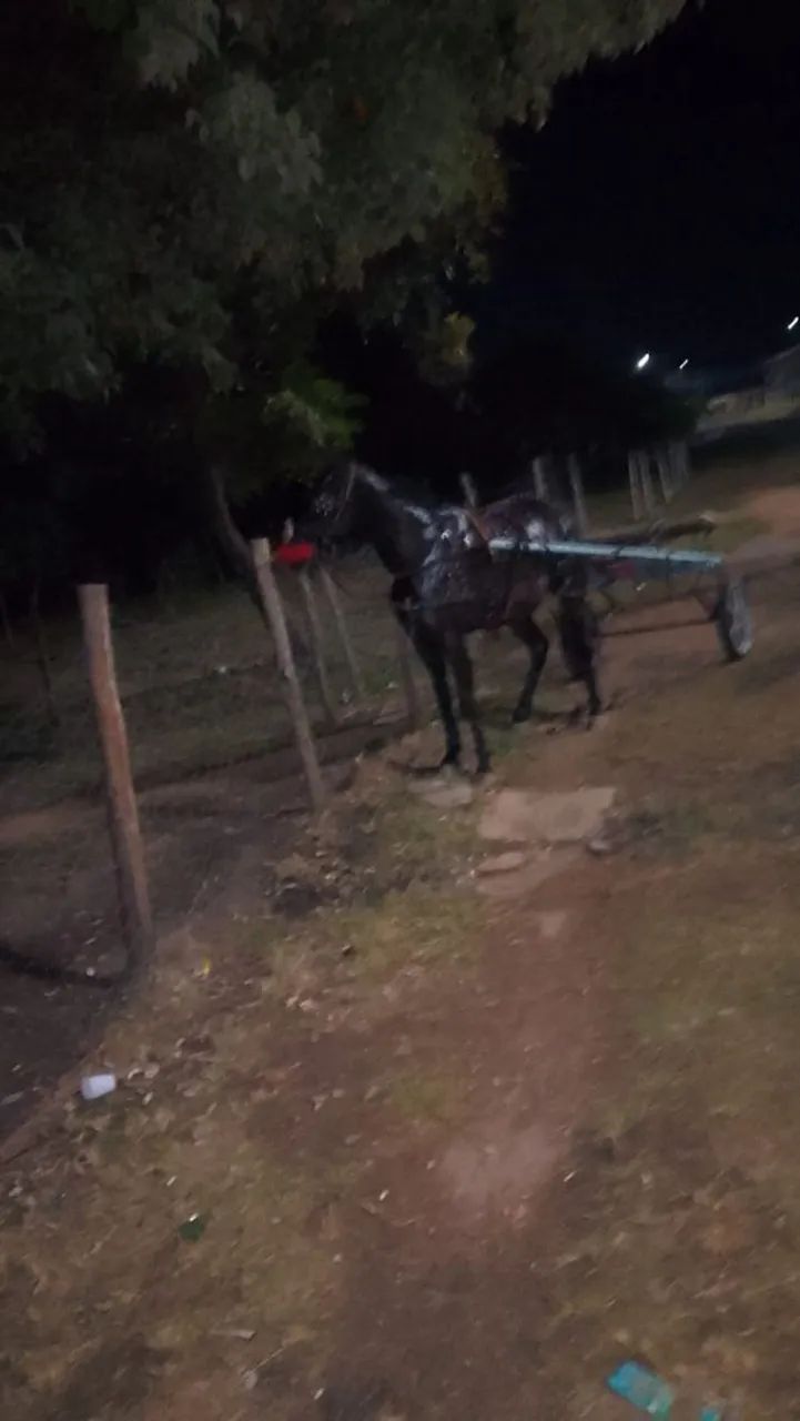 Cavalos  - Foto 2