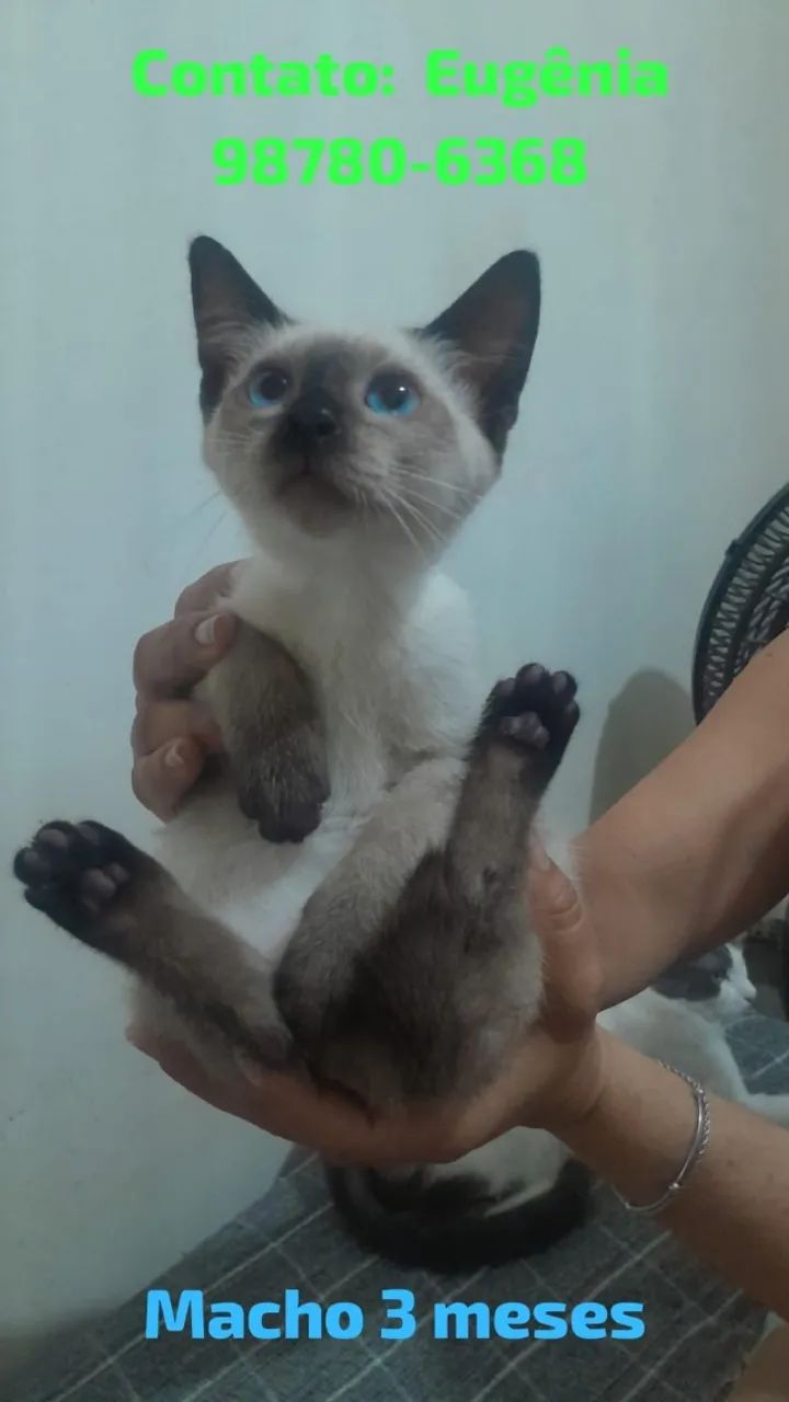 Adote um gatinho  - Foto 2