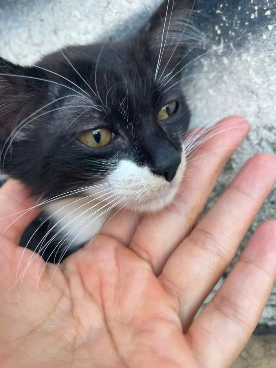 Adoção de gatos  - Foto 3