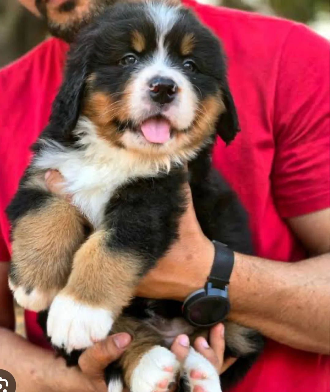 Bernese mountain  - Foto 2