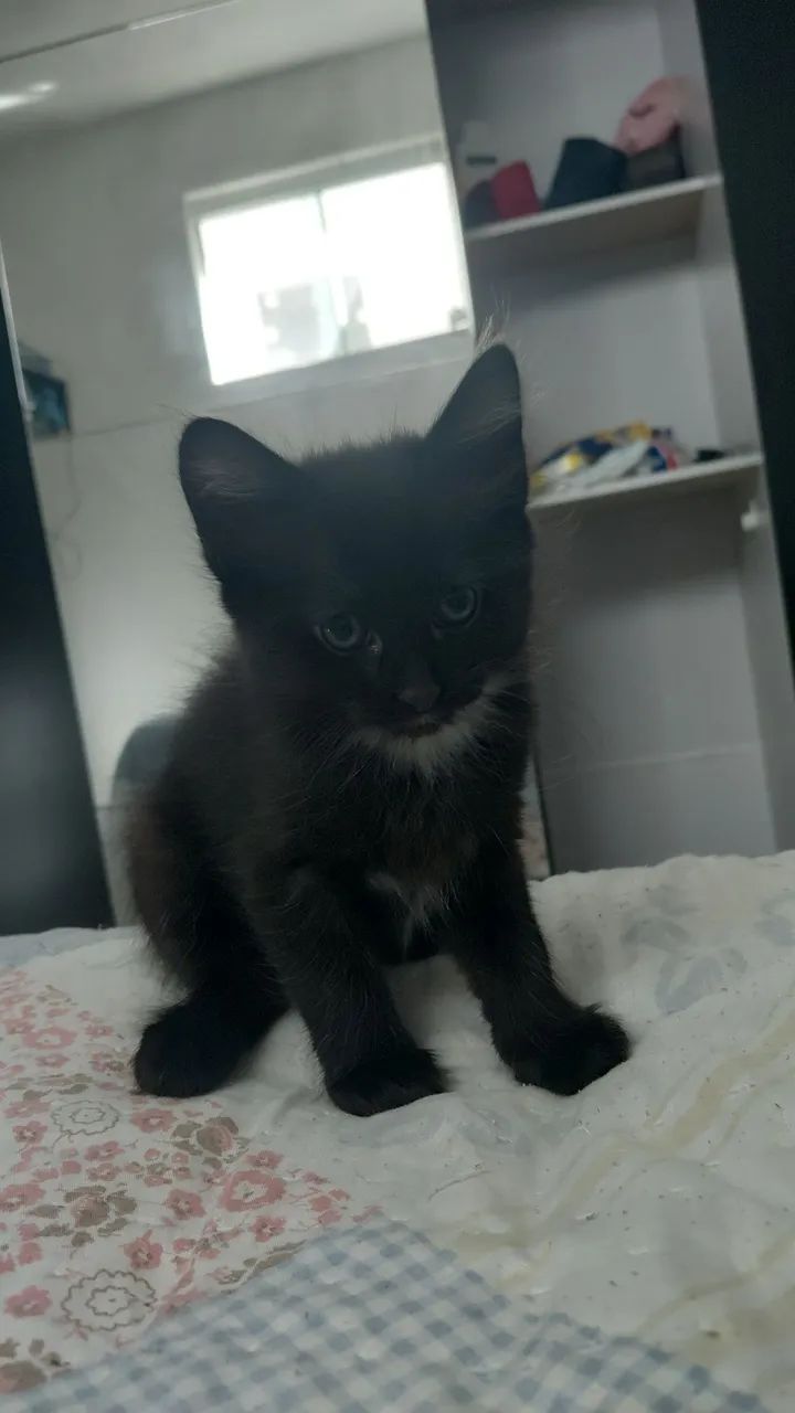 Gato macho  - Foto 2