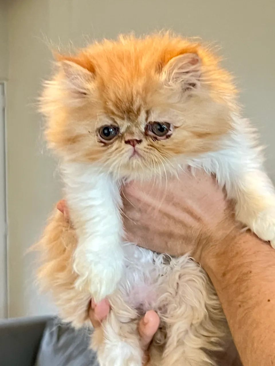 Filhotes de Gato PERSA 100% PUROS - Foto 3