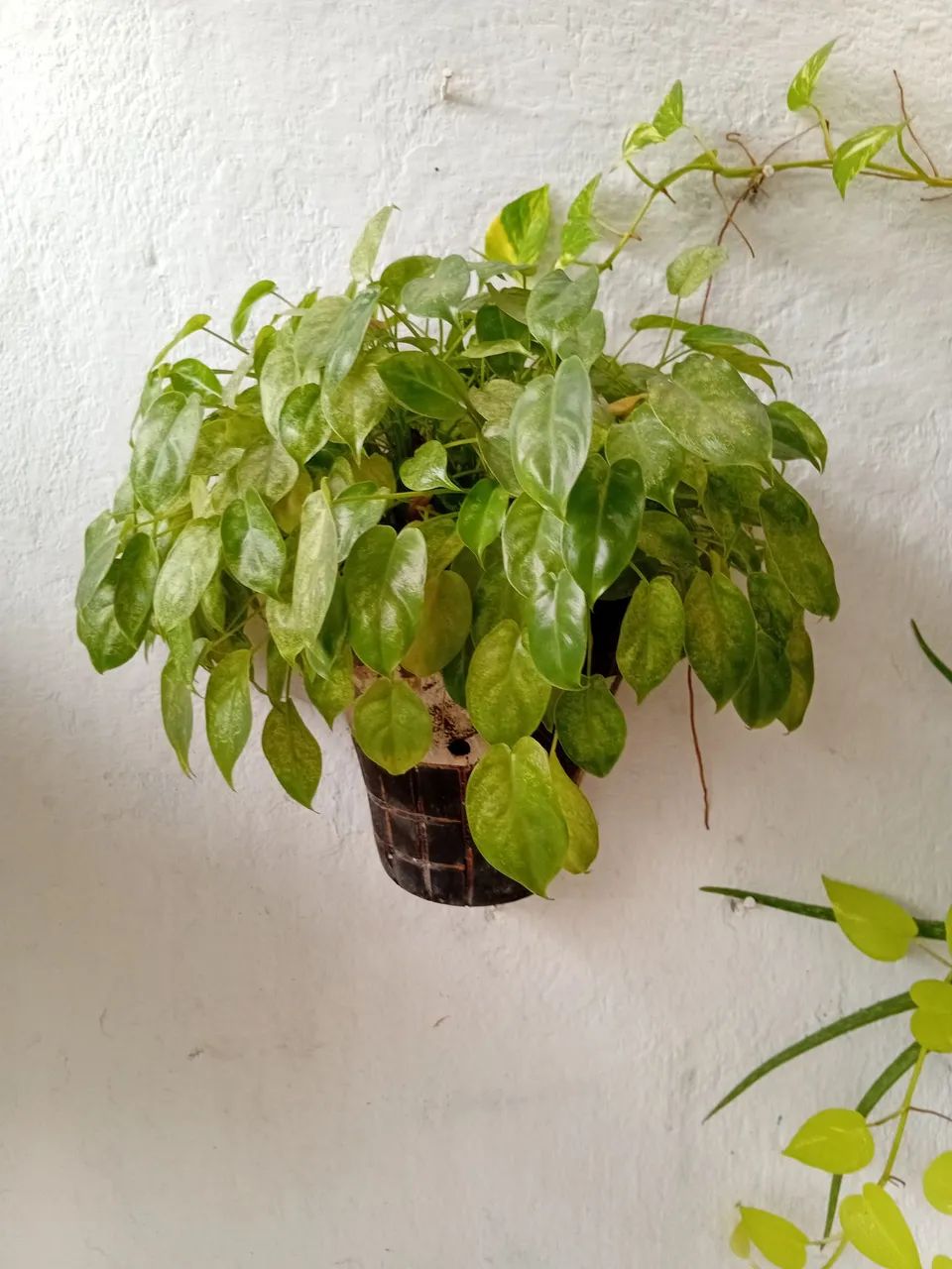 Planta no vaso de parede. - Foto 2