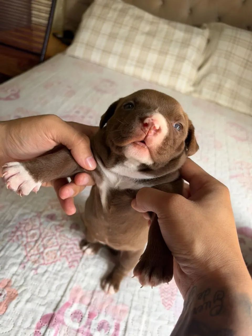 Pitbull  - Foto 5