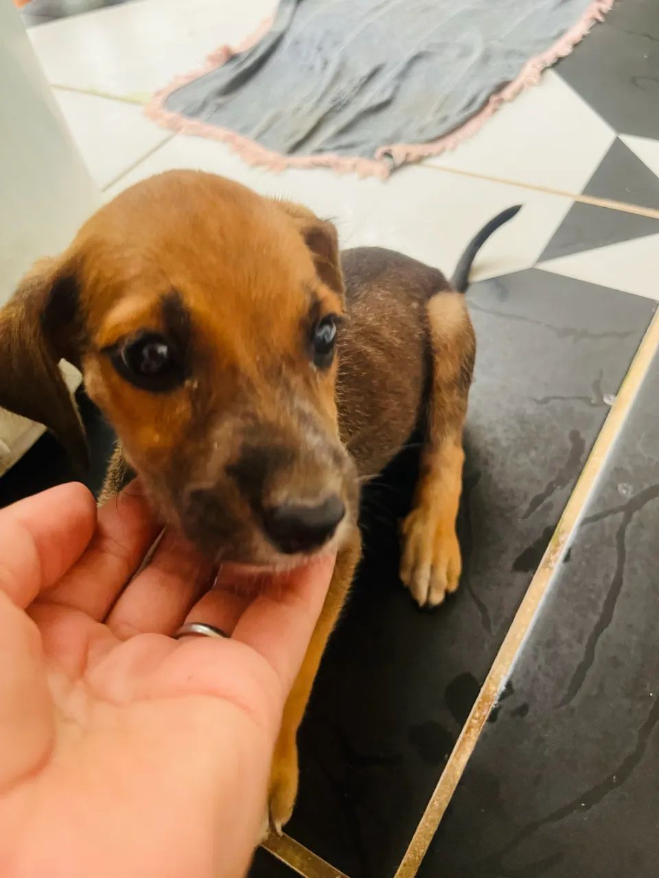 Doação responsável! - Foto 2