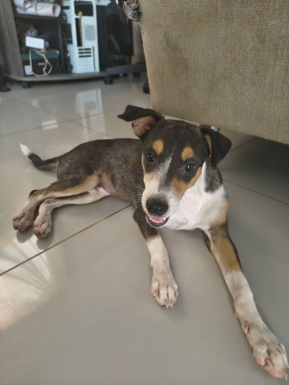 CACHORRO PARA ADOÇÃO  - Foto 3