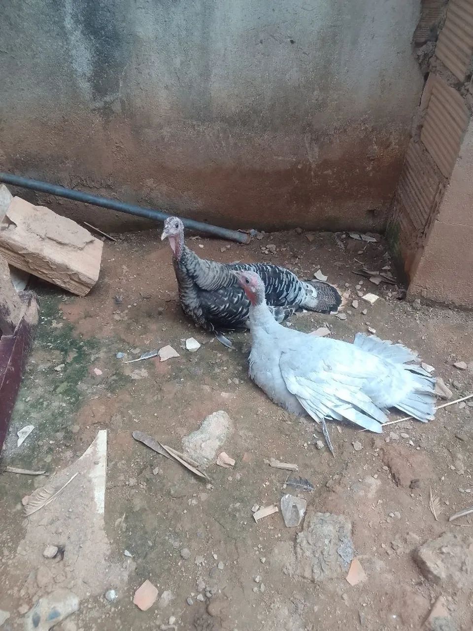 Vendo casau deperu