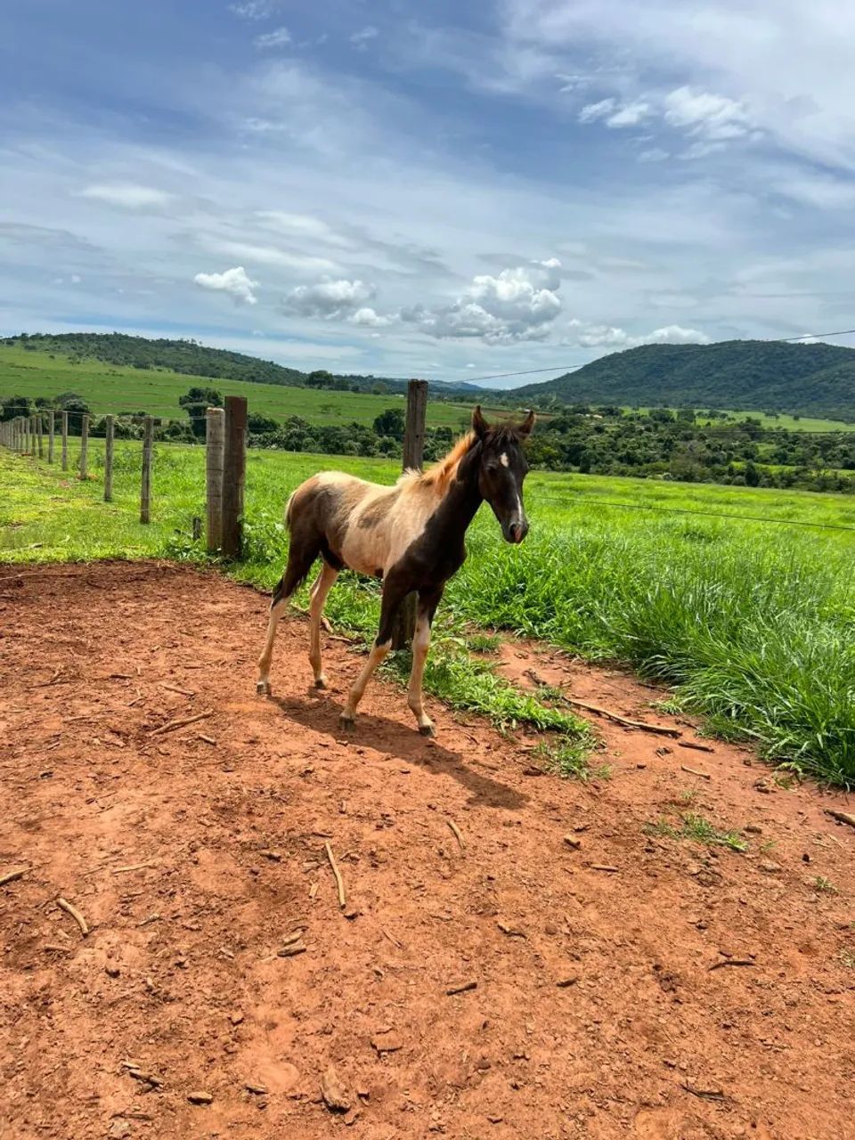 Potro registrado a venda  - Foto 2
