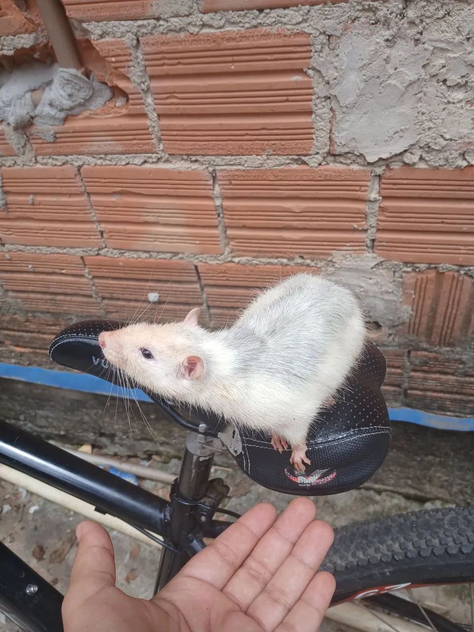 Doa-se twister  - Foto 4