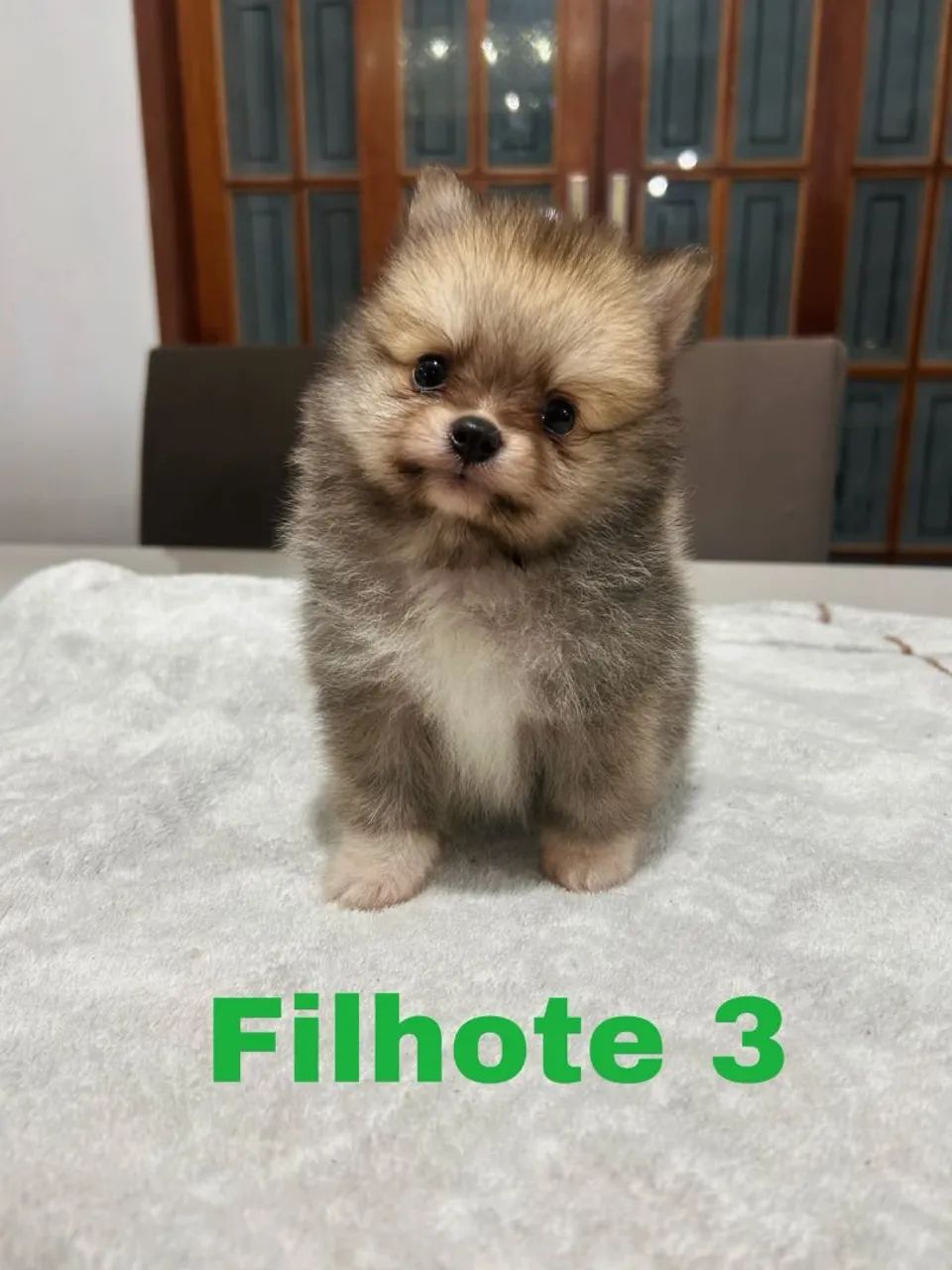 Spitz  - Foto 4