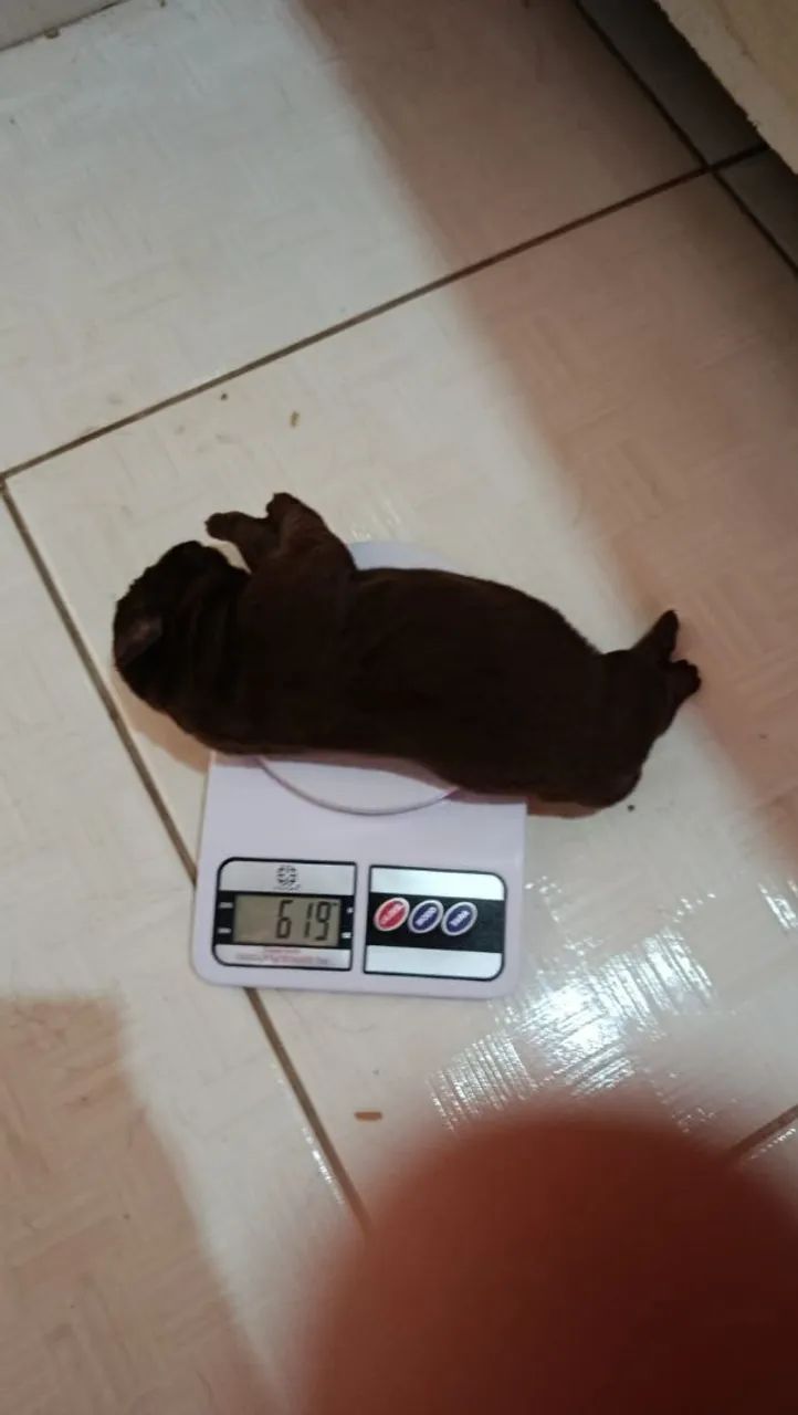 Filhotes de Labrador  - Foto 4